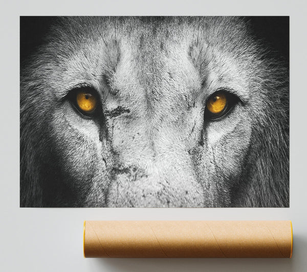 Lion Eyes Print
