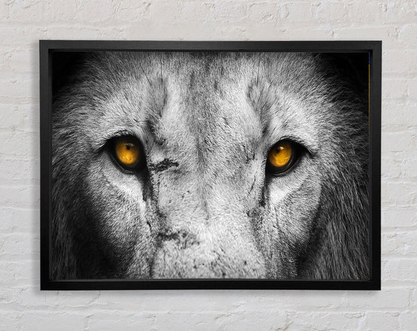 Lion Eyes Framed Print