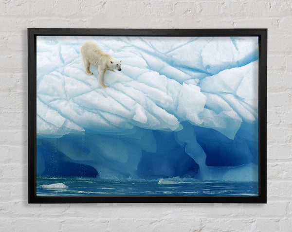 Polar Bear Ice Framed Print