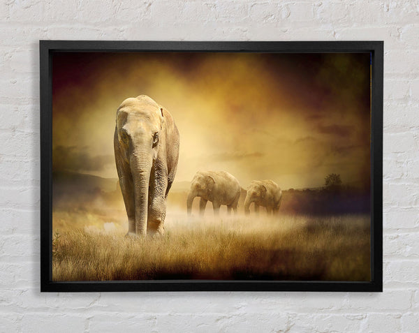 Stunning Elephant Pride Framed Print