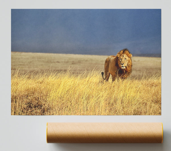 Lion Roam Print