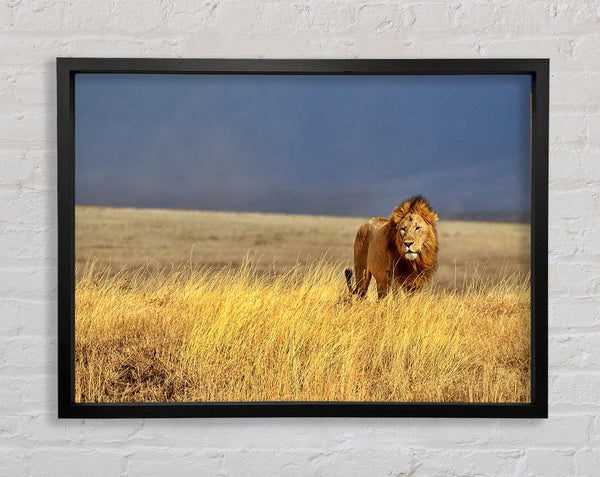 Lion Roam Framed Print