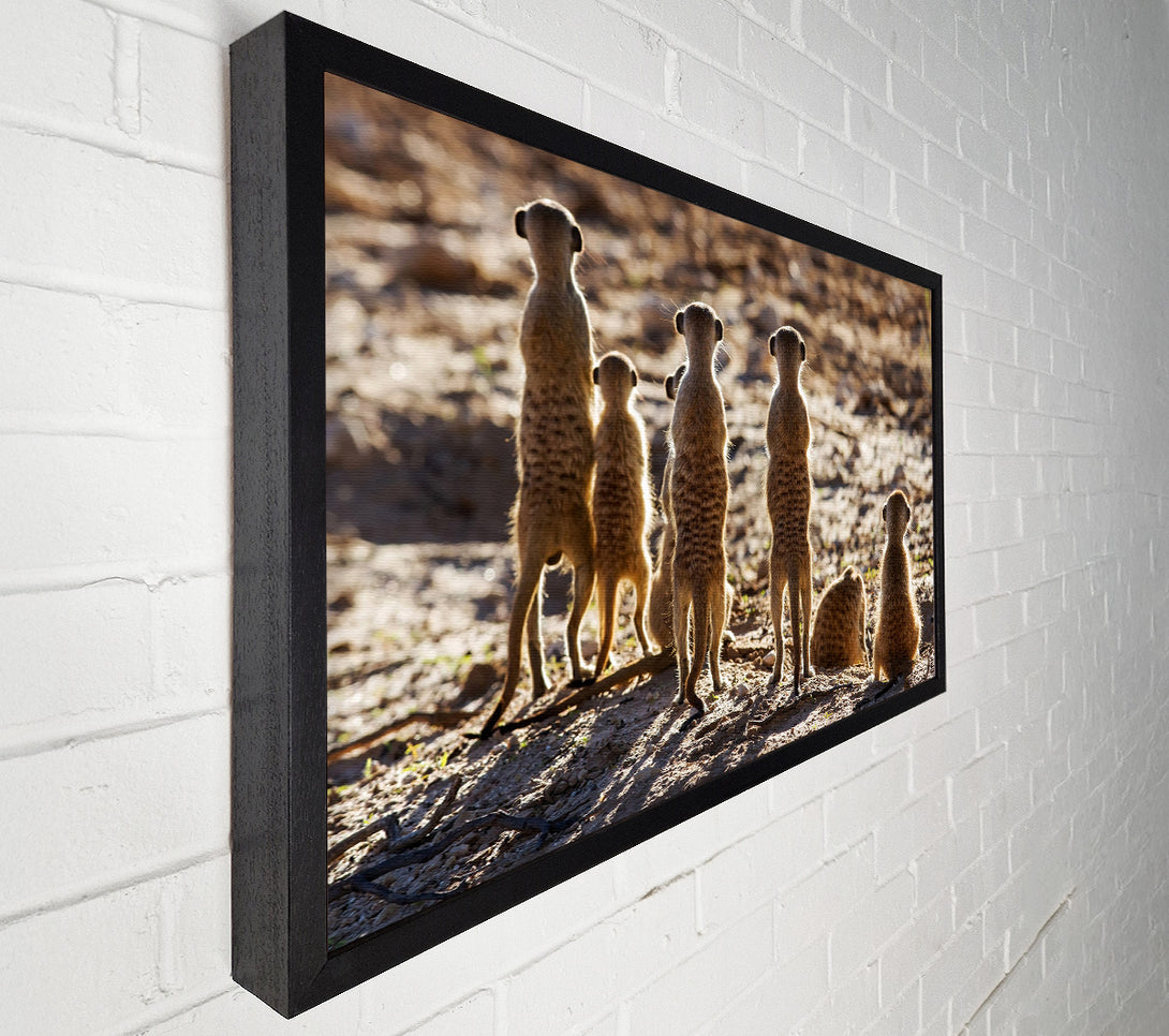  A Canvas Print of Meerkat Alert Canvas Print