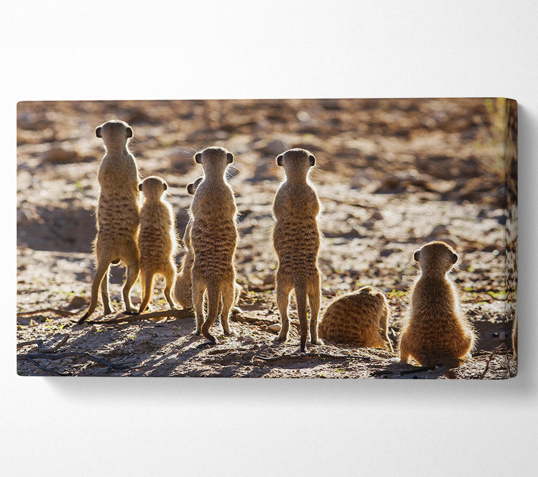  A Canvas Print of Meerkat Alert Canvas Print