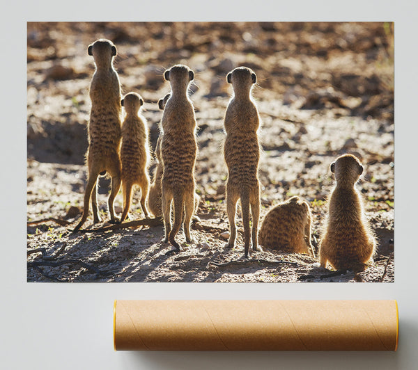 Meerkat Alert Print