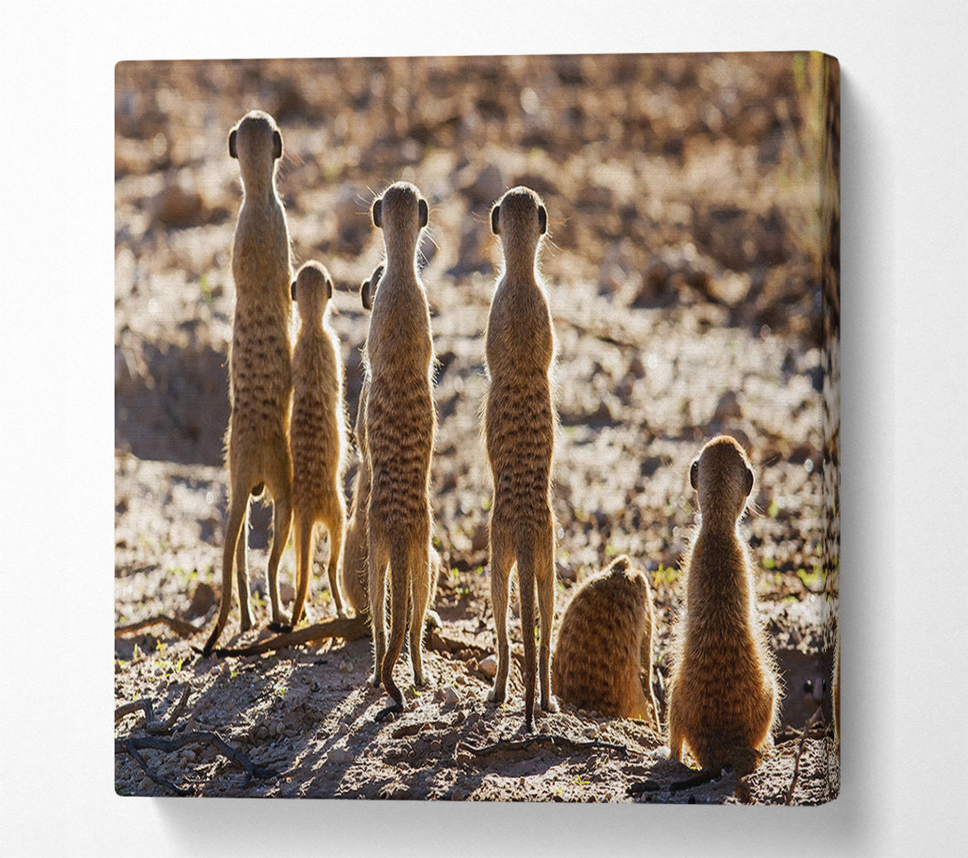  A Canvas Print of Meerkat Alert Canvas Print