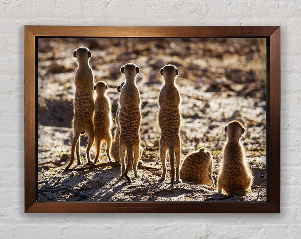 Meerkat Alert Framed Print