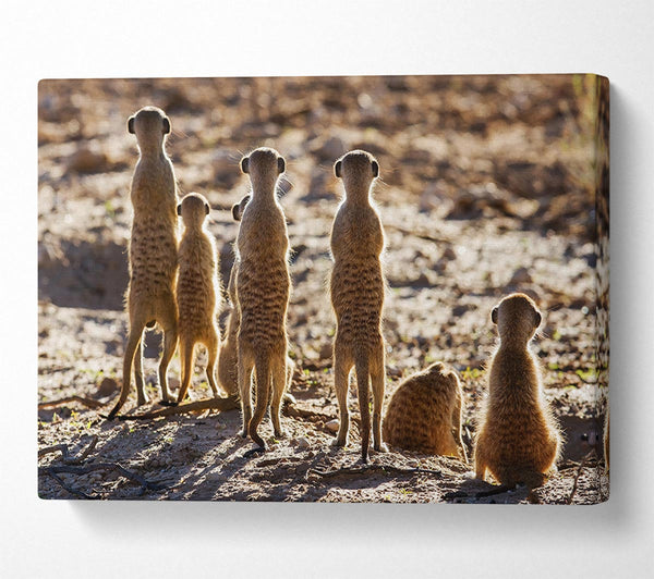 A Canvas Print of Meerkat Alert Canvas Print