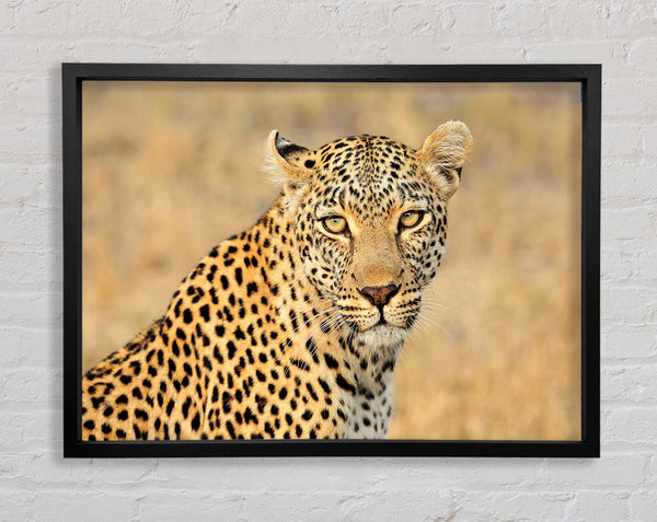 Stunning Leopard Framed Print