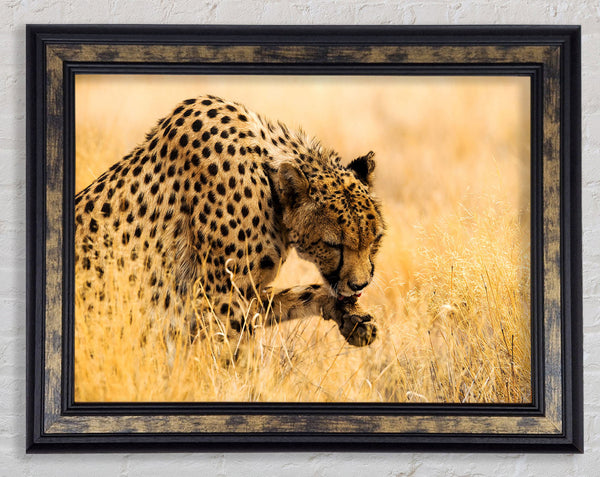 Cheetah Wash Framed Print