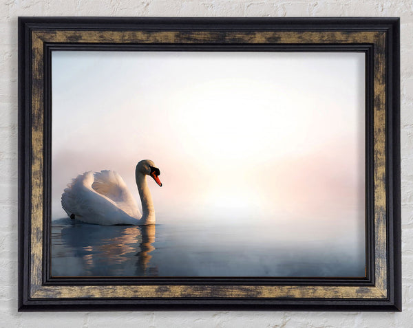 Misty Swan Framed Print