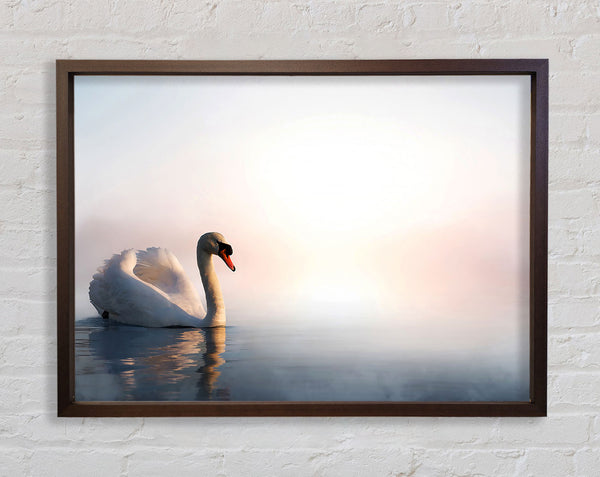 Misty Swan Framed Print