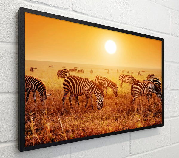 Zebra Sunset
