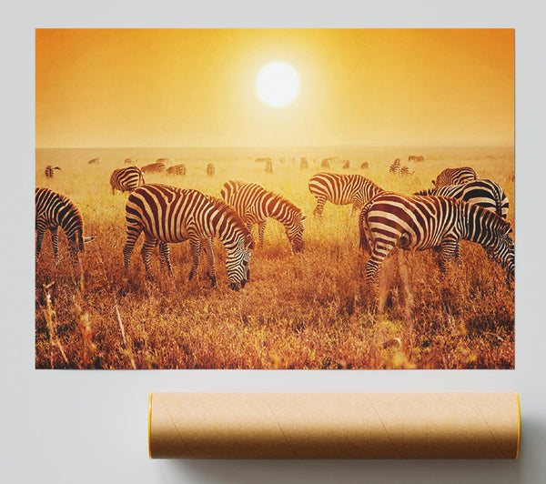 Zebra Sunset Poster