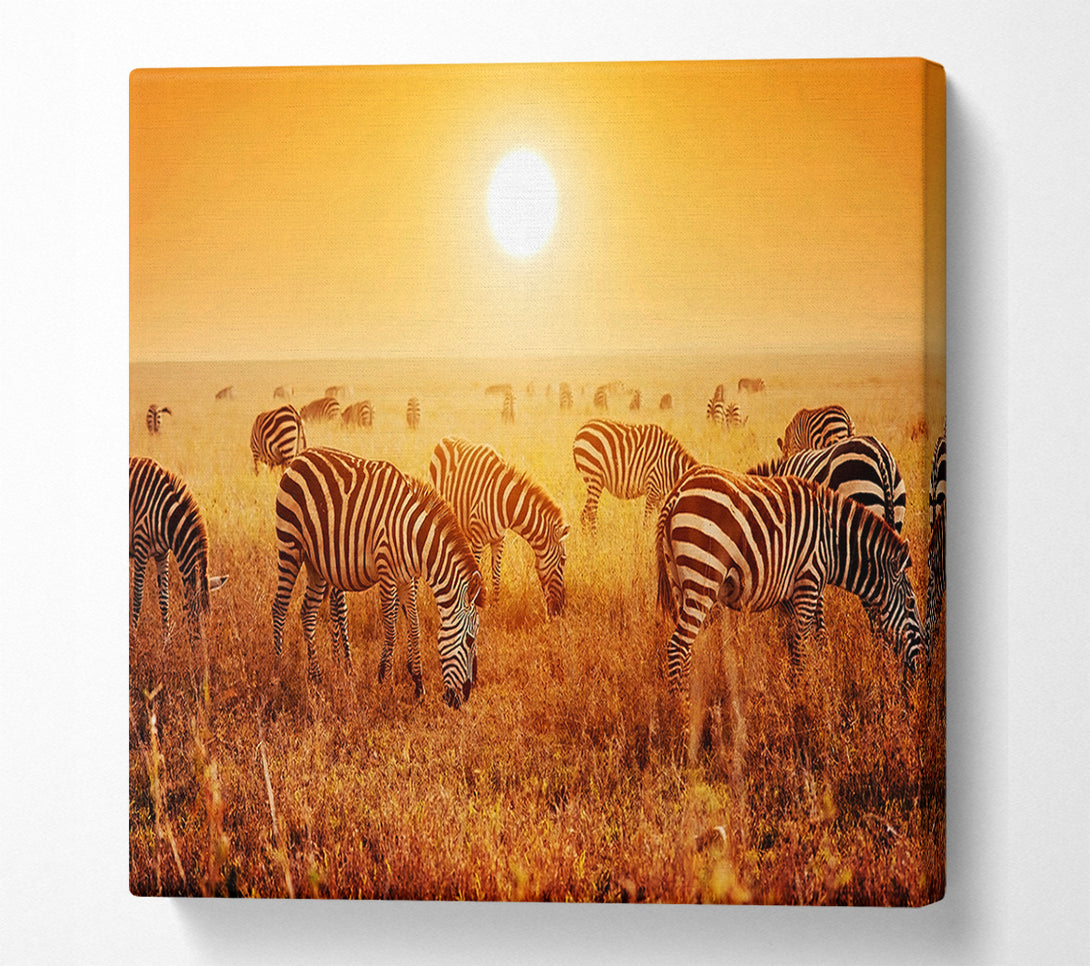  A Canvas Print of Zebra Sunset Canvas Art