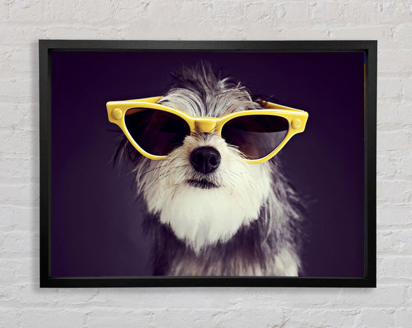 Sunglasses Dog Pooch Framed Print