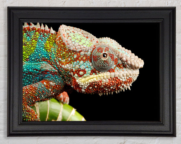 Chameleon Face Framed Print