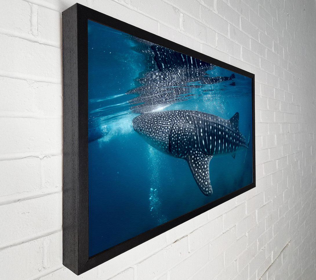 A Canvas Print of Spotted Whale Shark Canvas Print
