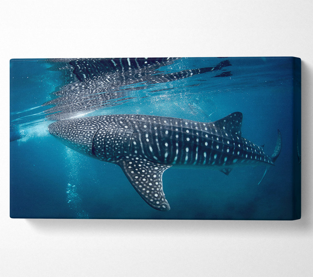  A Canvas Print of Spotted Whale Shark Canvas Print