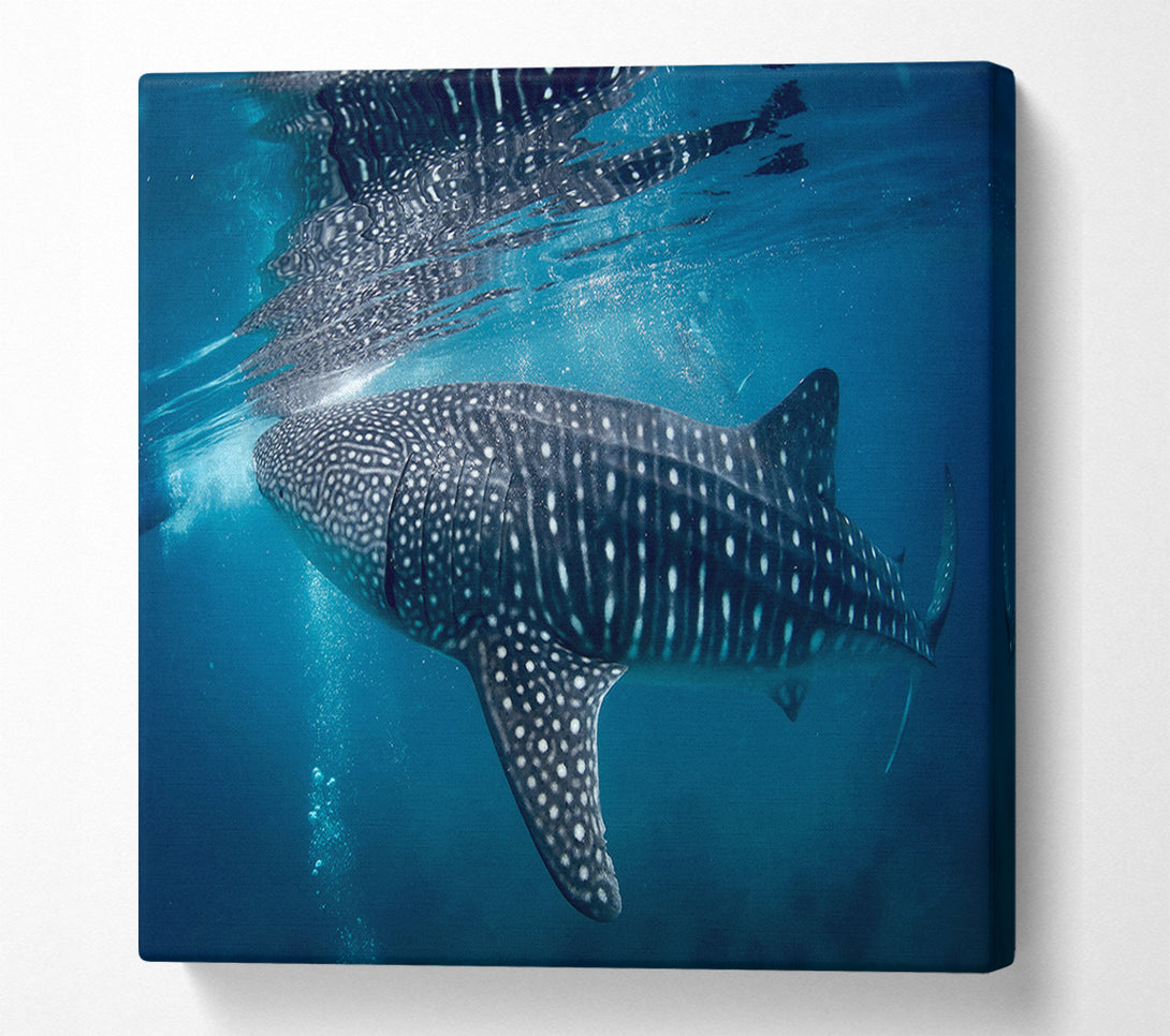  A Canvas Print of Spotted Whale Shark Canvas Print