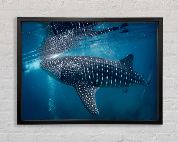 Spotted Whale Shark Framed Print