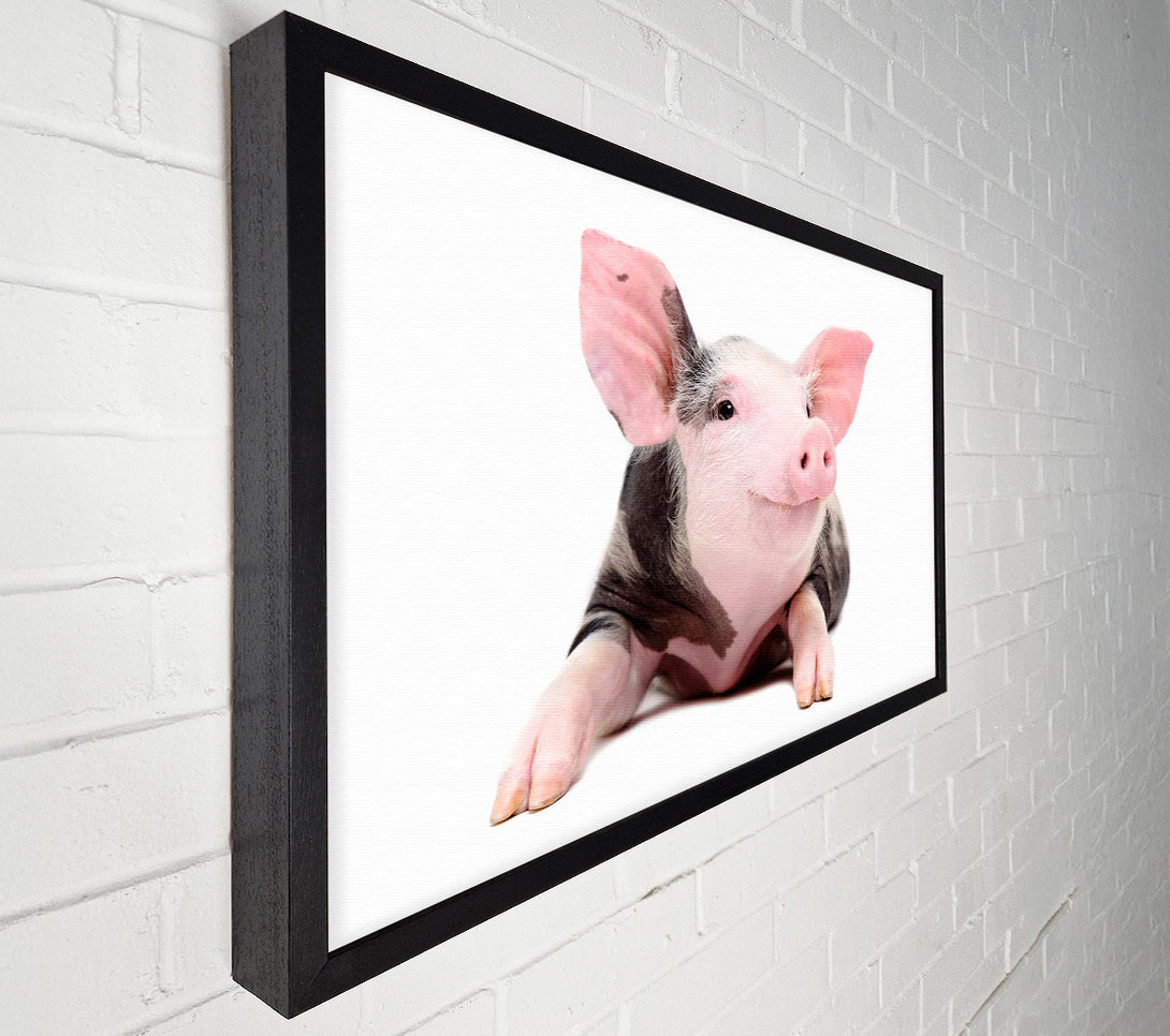  A Canvas Print of Happy Pig Canvas Print