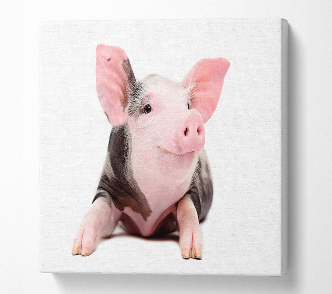  A Canvas Print of Happy Pig Canvas Print