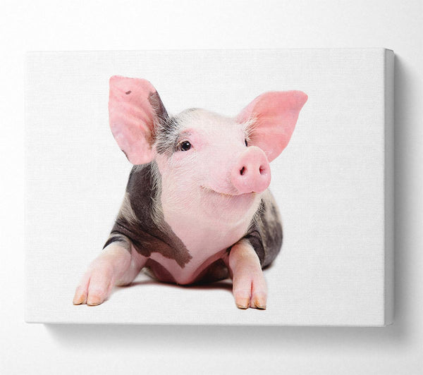  A Canvas Print of Happy Pig Canvas Print