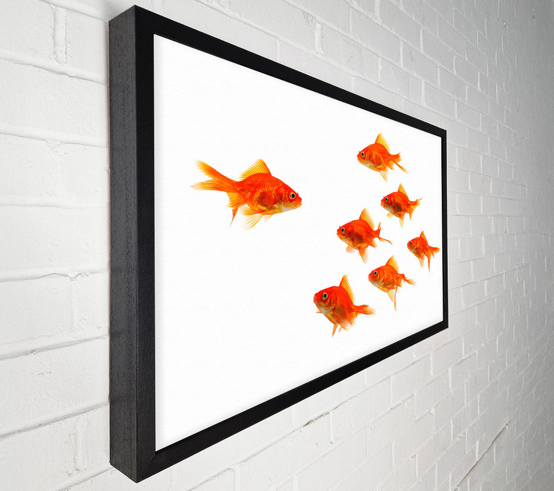  A Canvas Print of Goldfish Leader Canvas Art