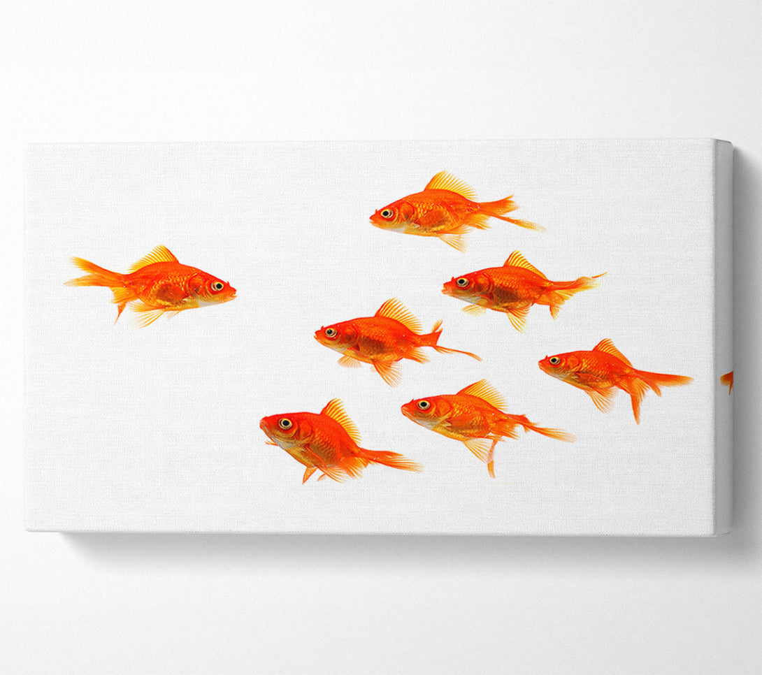  A Canvas Print of Goldfish Leader Canvas Art