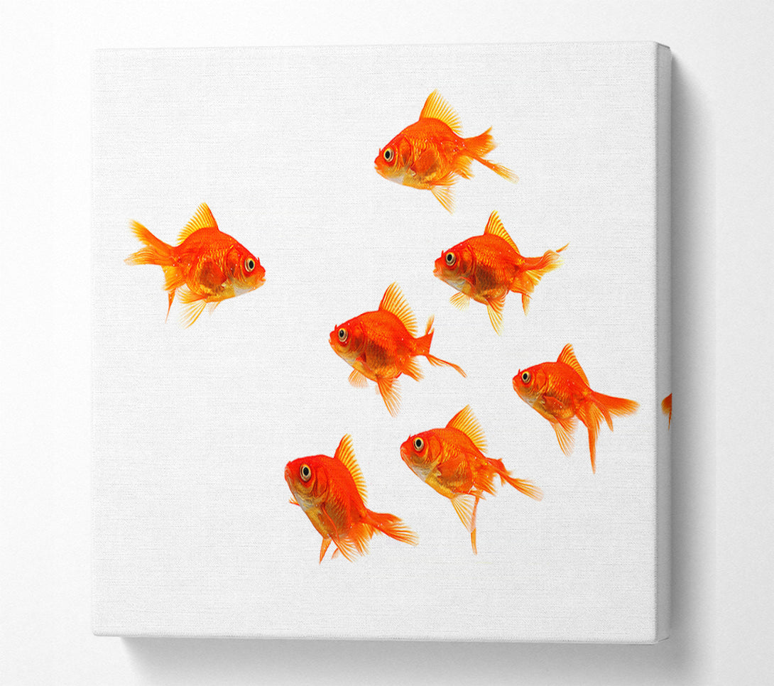  A Canvas Print of Goldfish Leader Canvas Art
