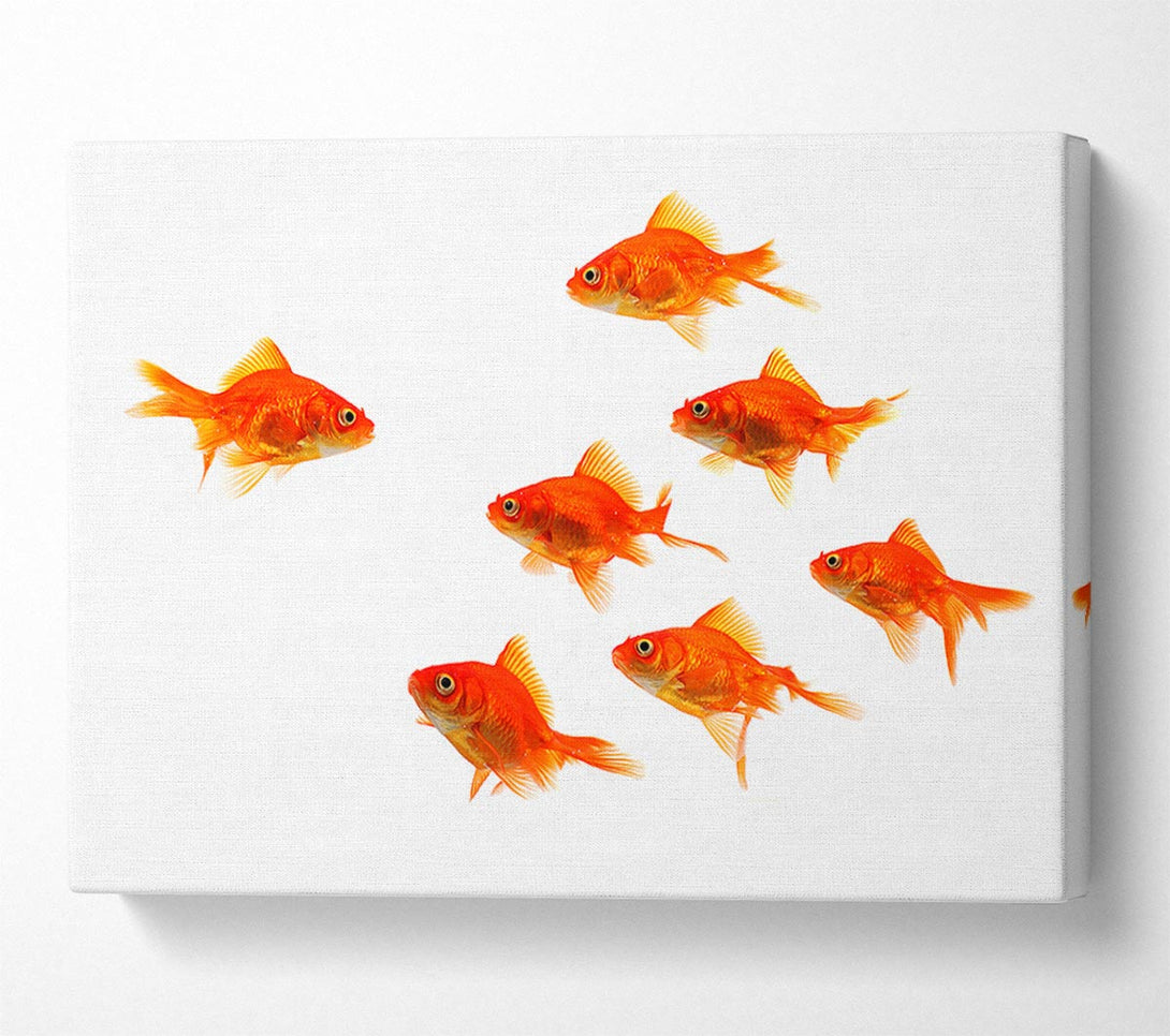  A Canvas Print of Goldfish Leader Canvas Art