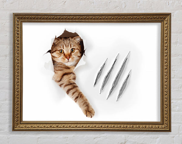 Katzenkrallen