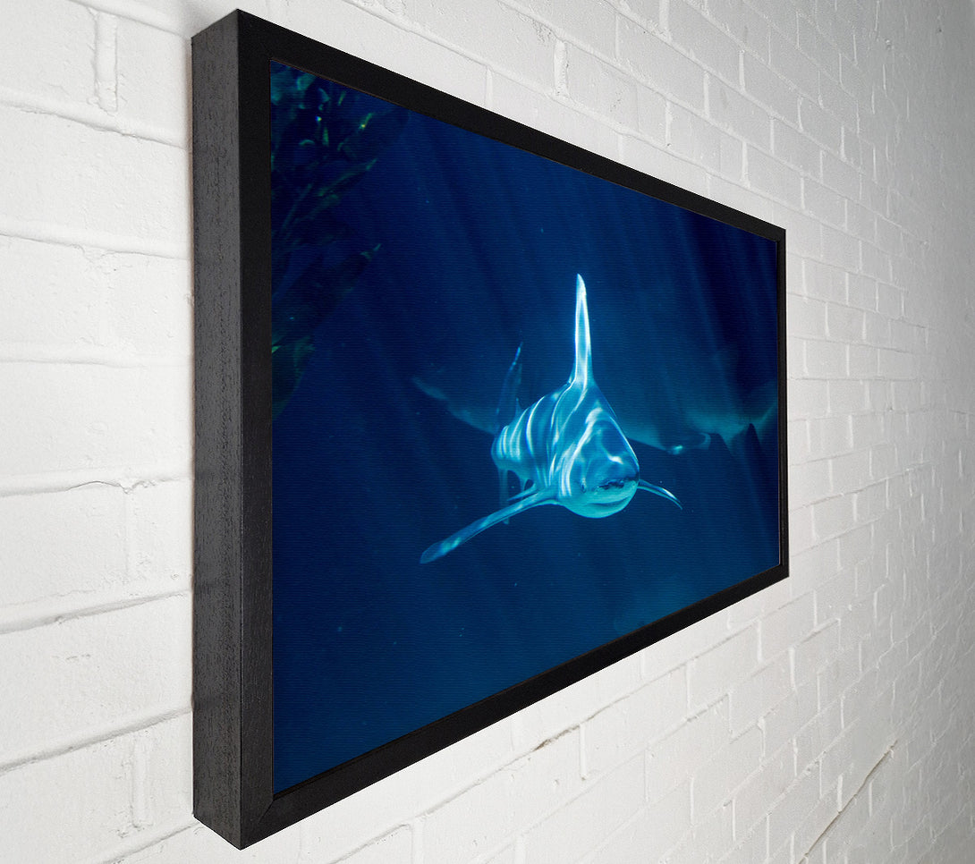  A Canvas Print of Shark Waters Canvas Print