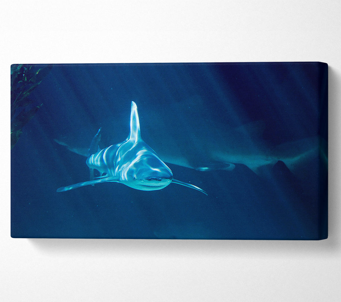  A Canvas Print of Shark Waters Canvas Print