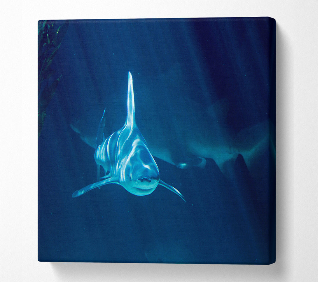  A Canvas Print of Shark Waters Canvas Print