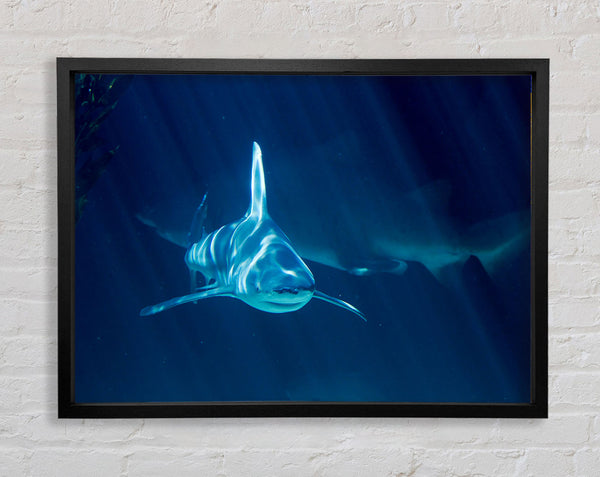 Shark Waters Framed Print