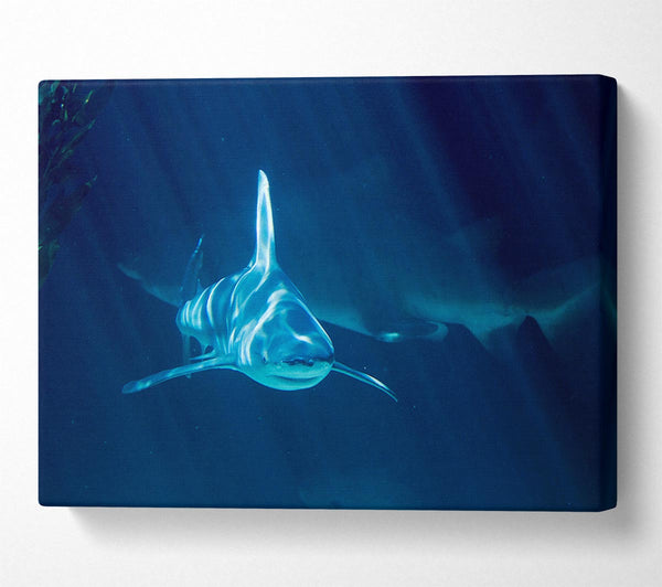  A Canvas Print of Shark Waters Canvas Print