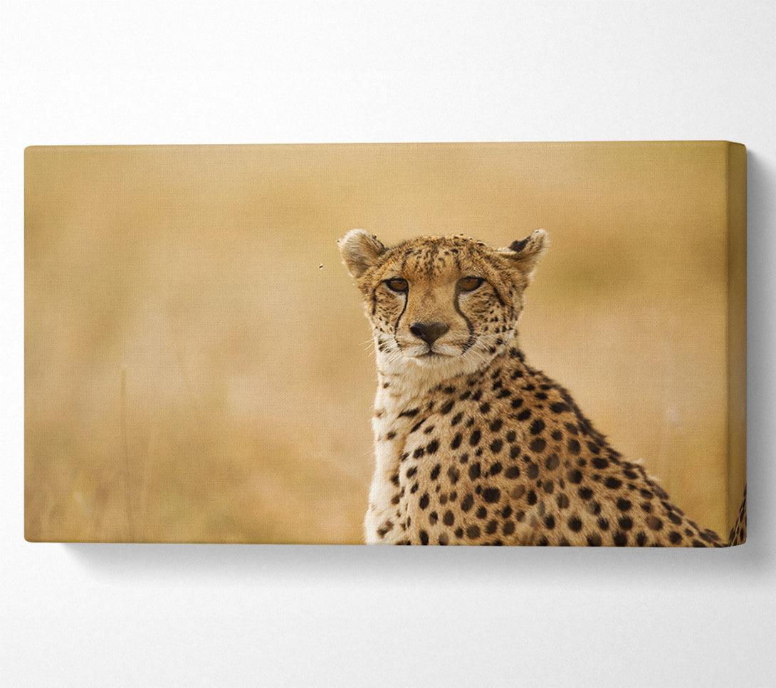  A Canvas Print of Cheetah Beauty Canvas Art