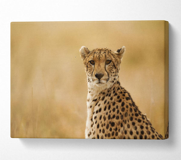  A Canvas Print of Cheetah Beauty Canvas Art