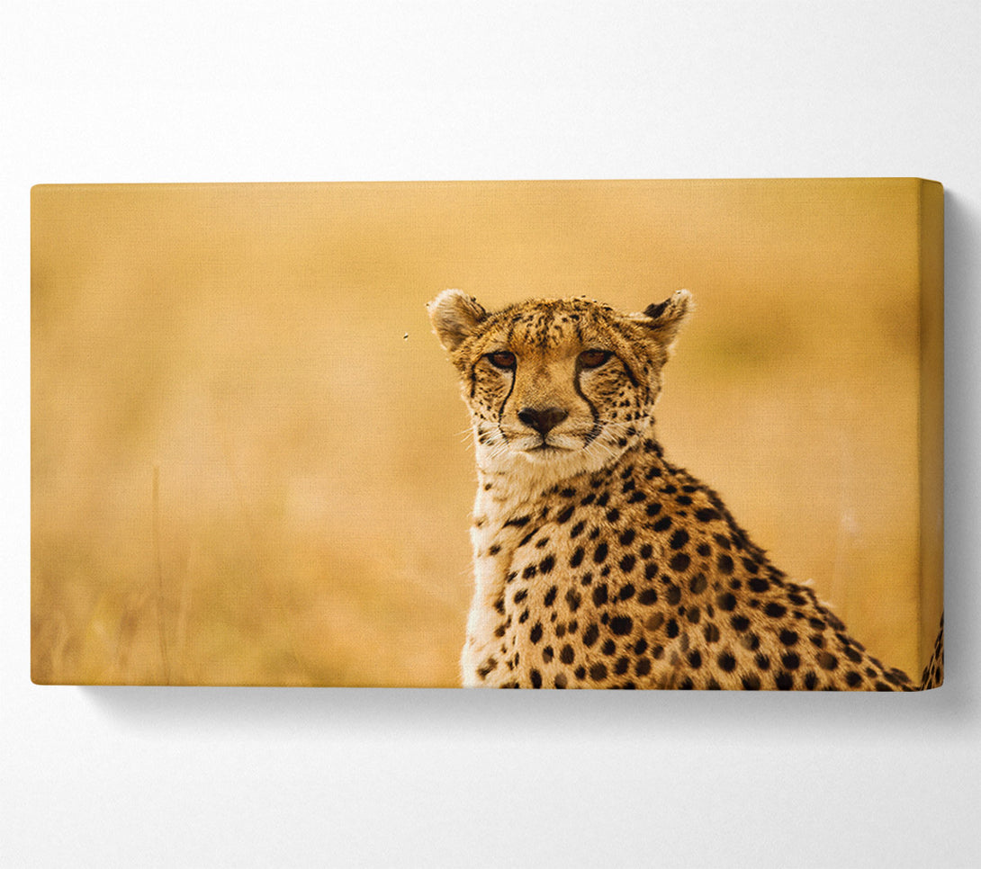  A Canvas Print of Proud Cheetah Canvas Wall Art