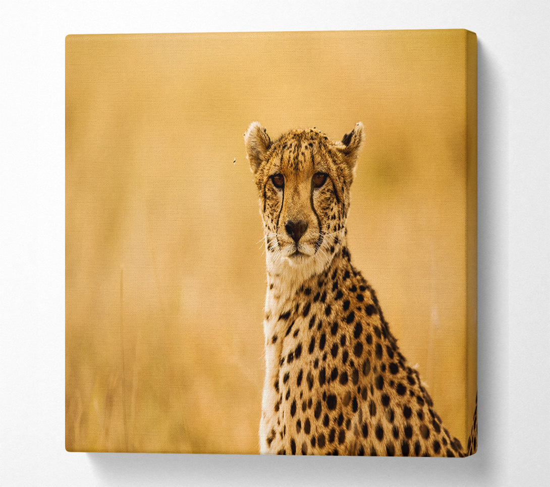  A Canvas Print of Proud Cheetah Canvas Wall Art