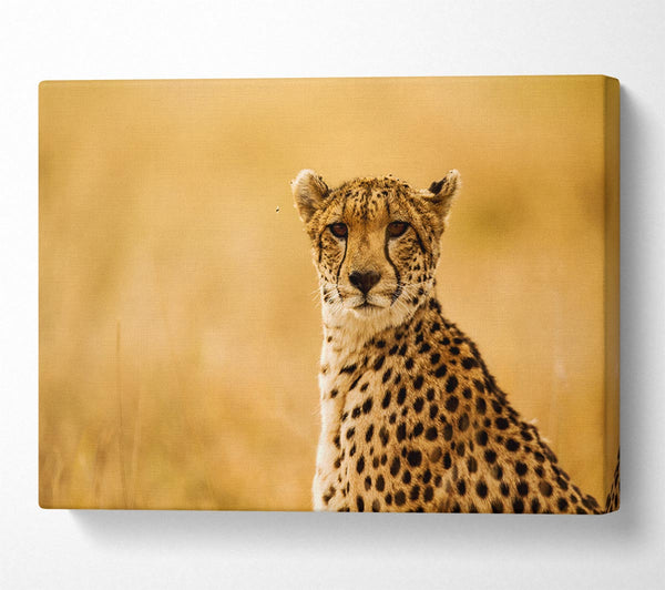  A Canvas Print of Proud Cheetah Canvas Wall Art