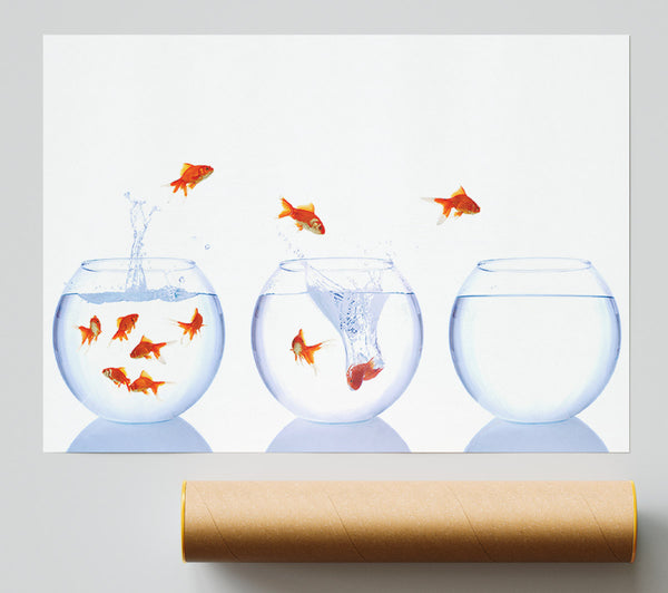 Jumping Goldfish Trio Poster