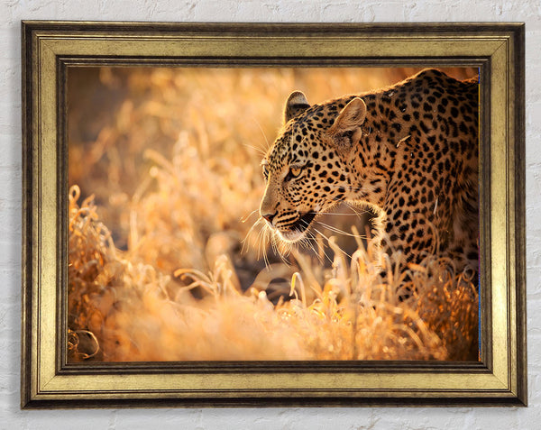 Leopard Wonder Framed Print