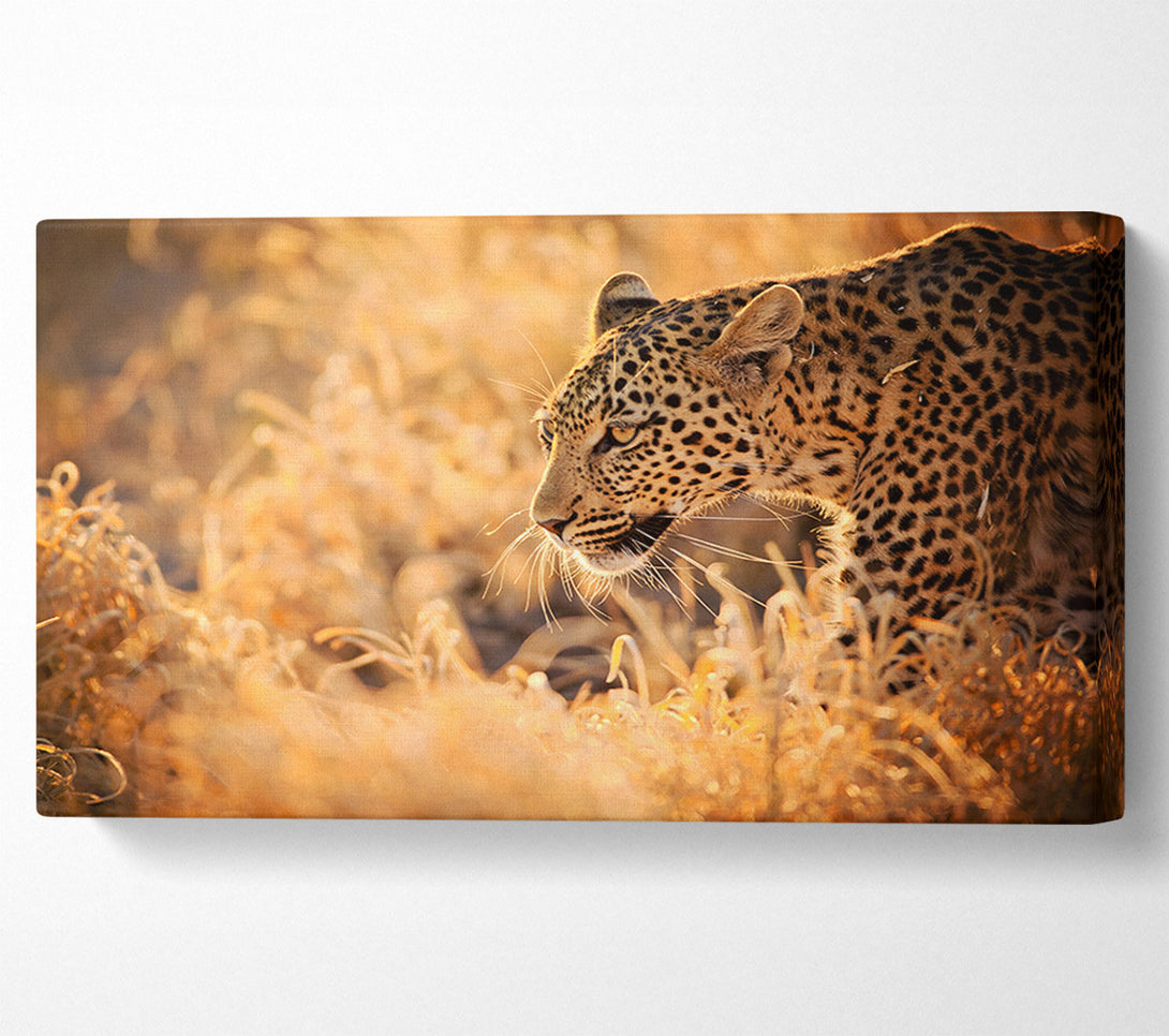  A Canvas Print of Leopard Wonder Canvas Print