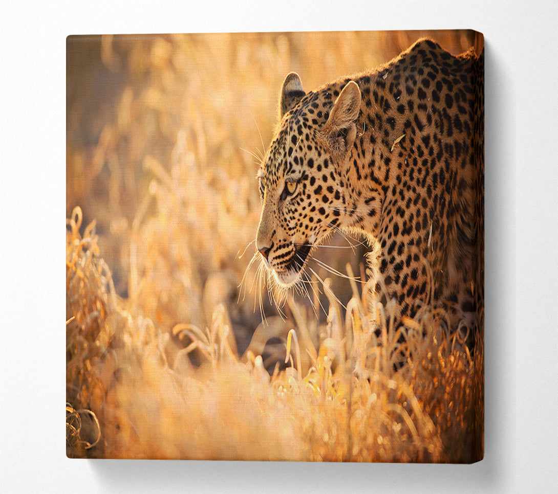  A Canvas Print of Leopard Wonder Canvas Print