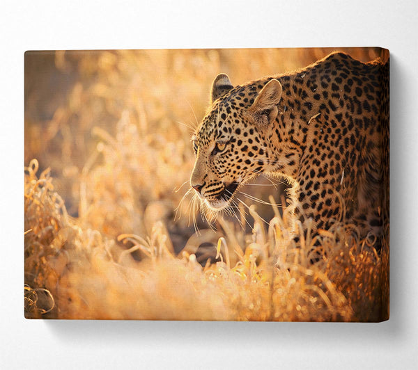  A Canvas Print of Leopard Wonder Canvas Print