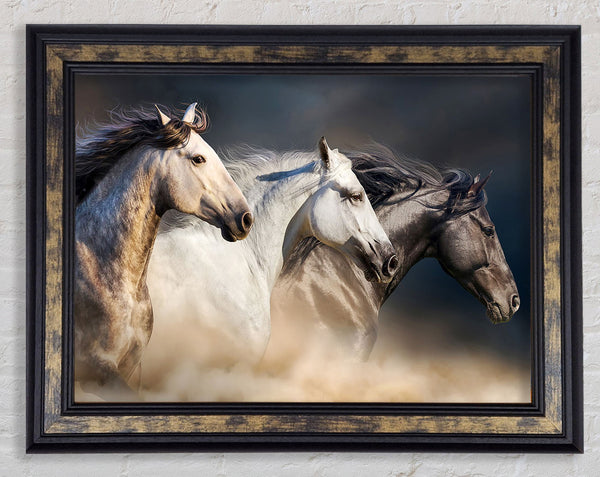 Wild Horse Trio Framed Print