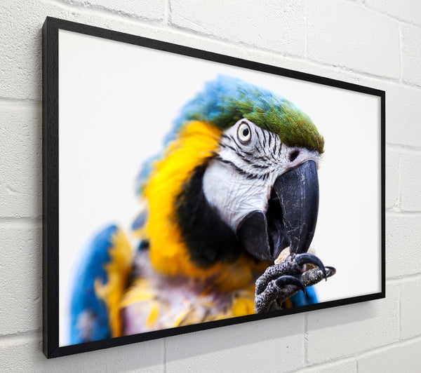 Parrot Care